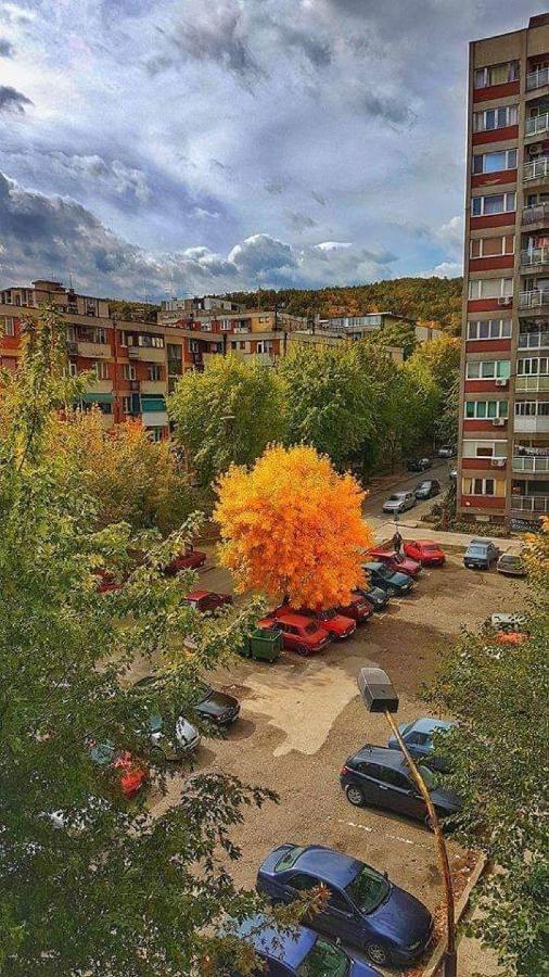 Apartman Nikolic Bor Zewnętrze zdjęcie